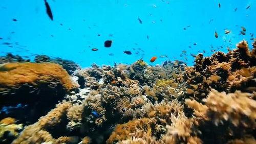 马尾藻海的奇迹